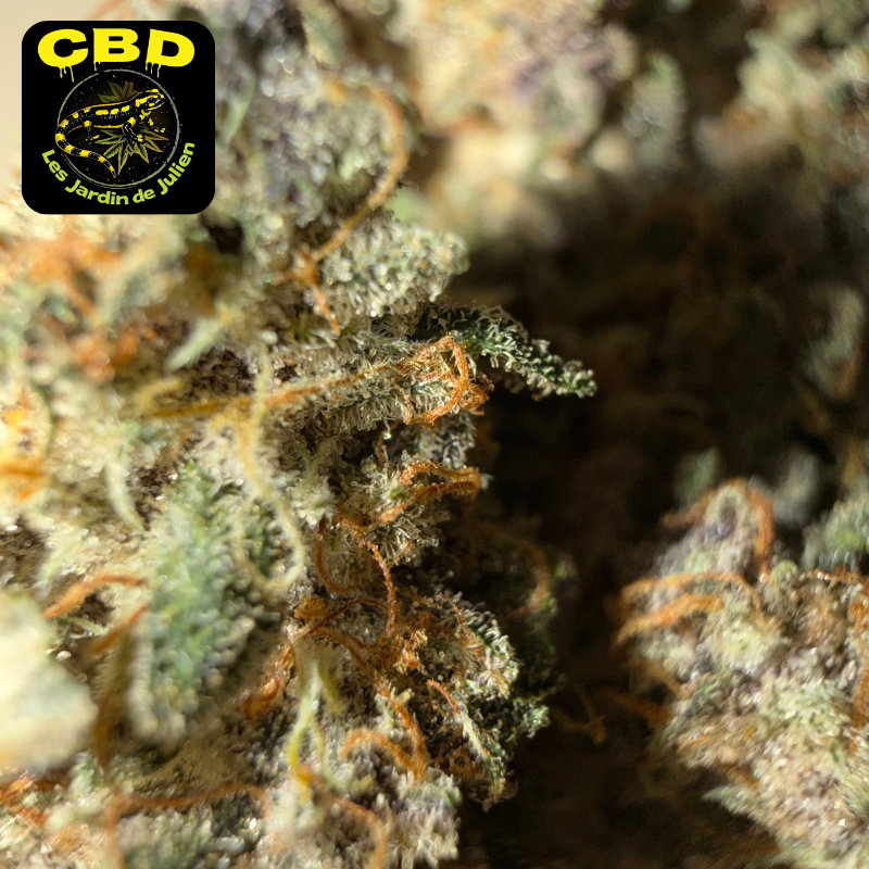 🌈 RAINBOW SHERBET 🌈 CBD