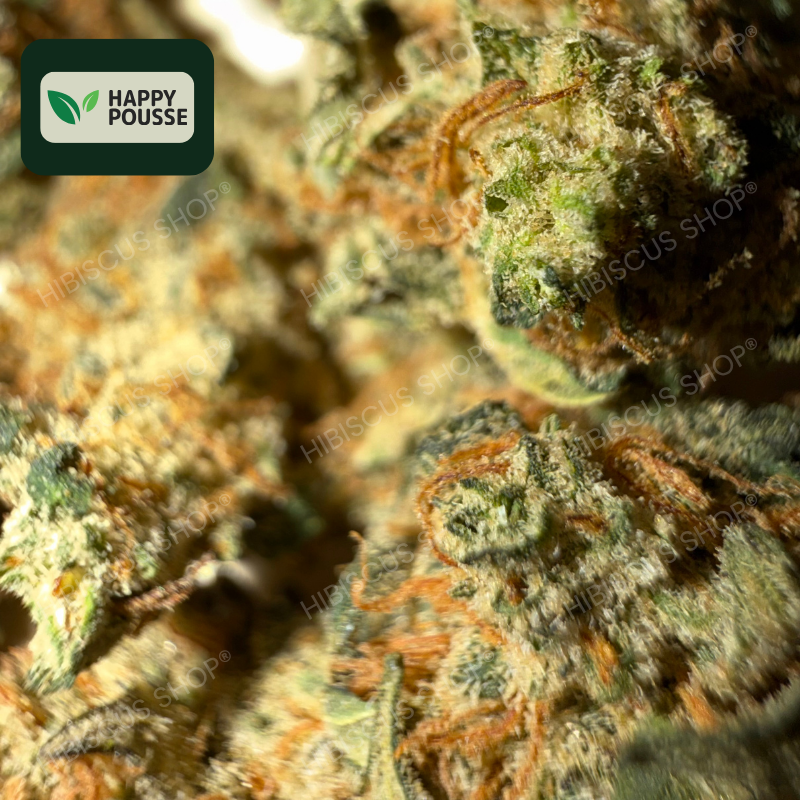 🍋 LEMON GRÂCE 🍋 CBD/CBG