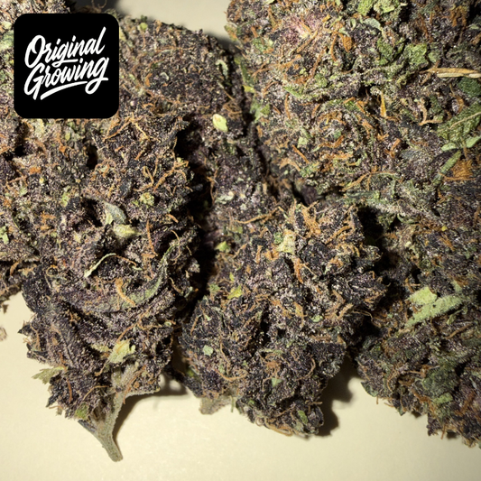 🍊 ORANGE FRITTER 🍊 CBD