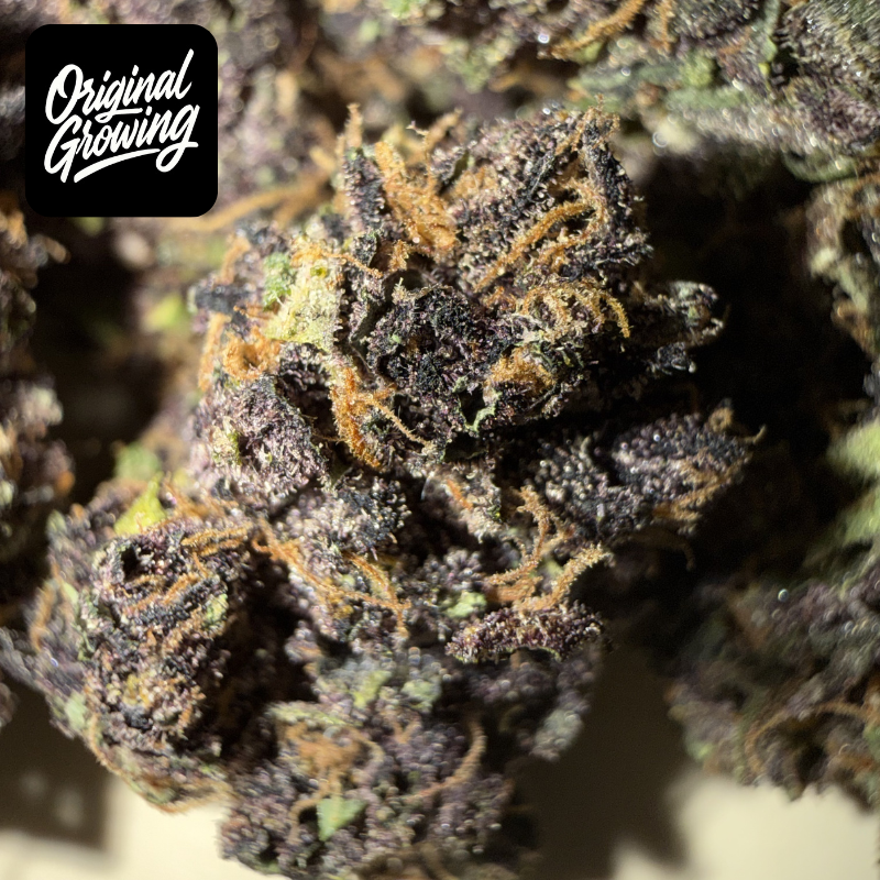 🍊 ORANGE FRITTER 🍊 CBD