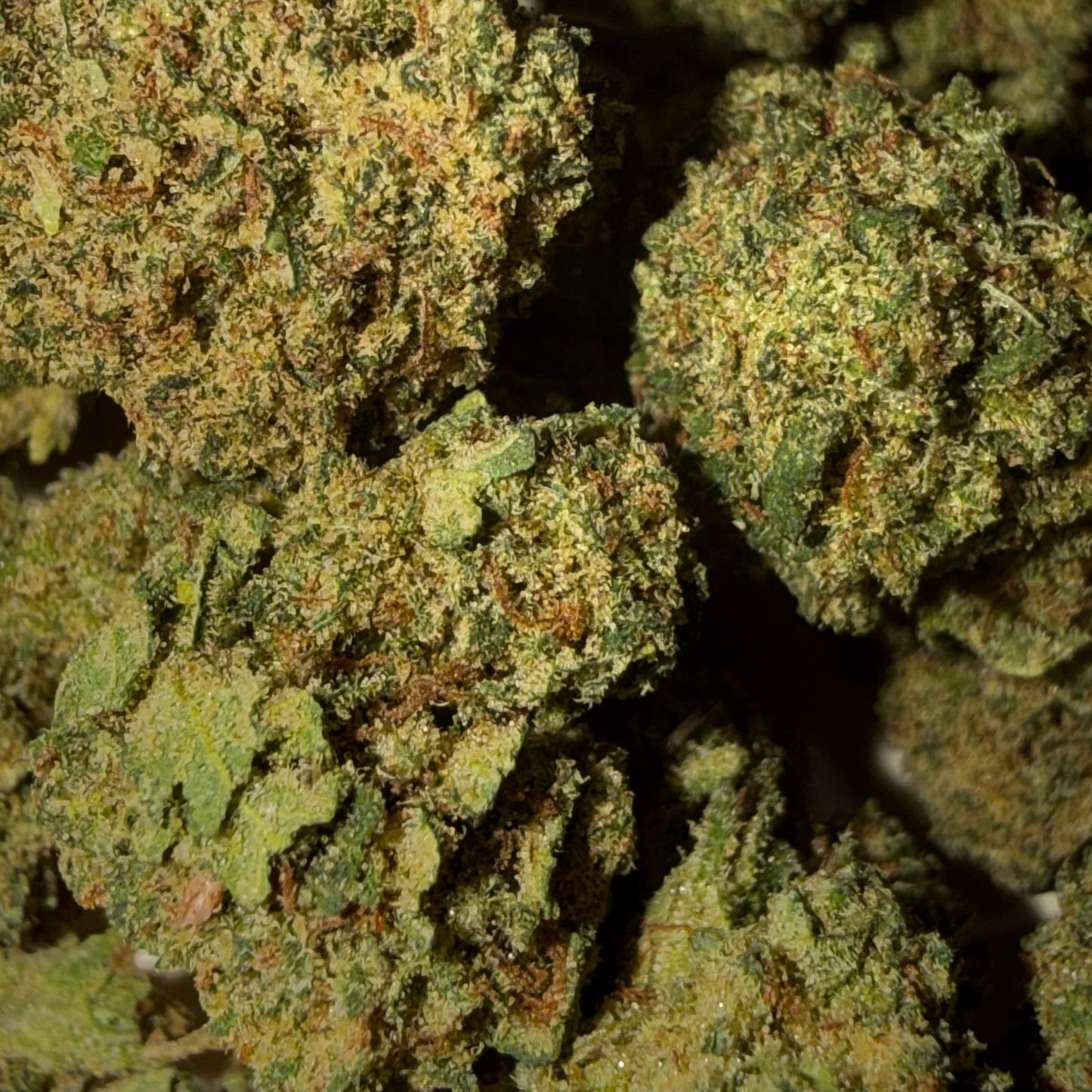 🤡 HARLEQUIN 🤡 CBD