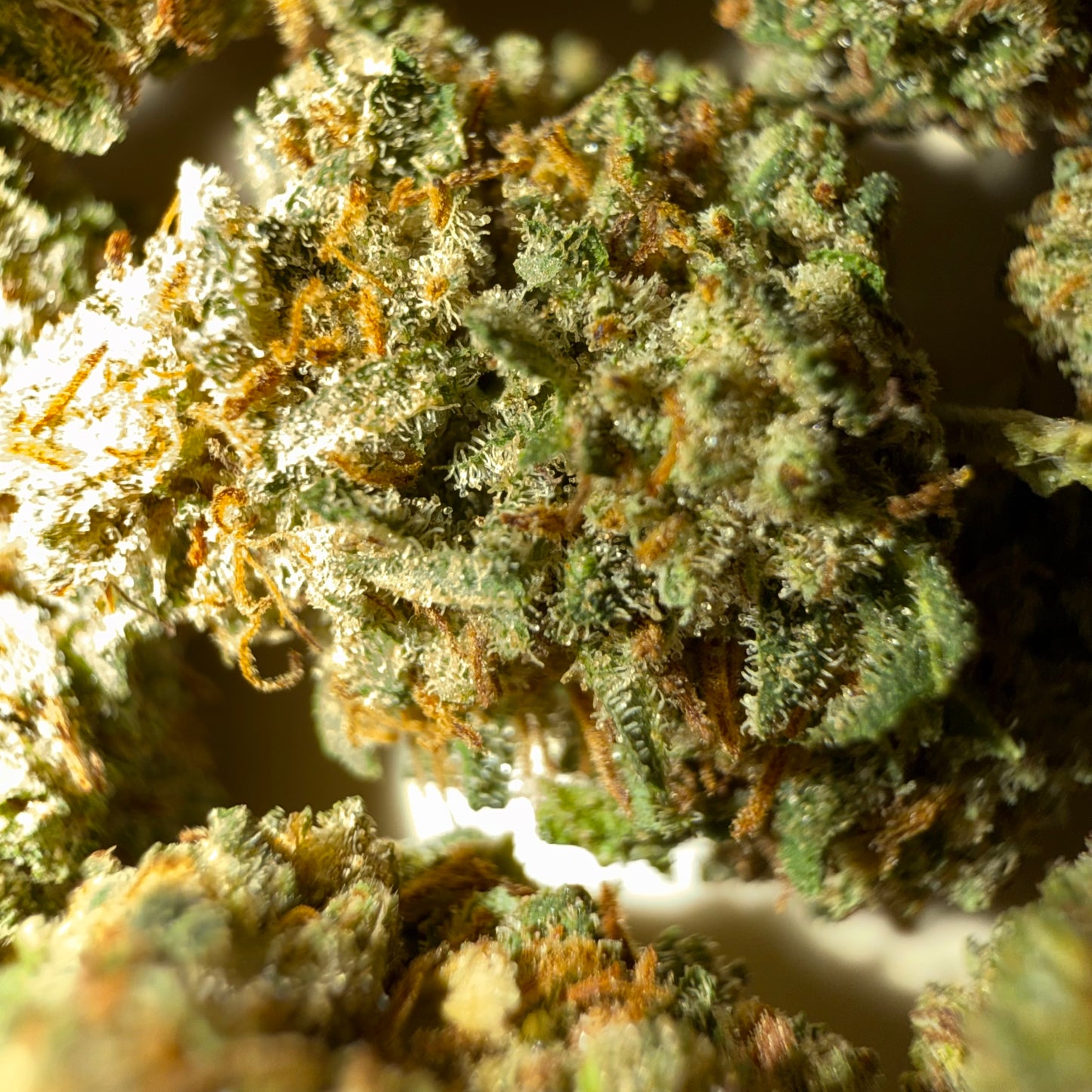 🍋 CITRUS HAZE 🍋 CBD