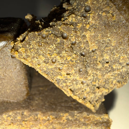 🦍 GORILLA 🦍 HH