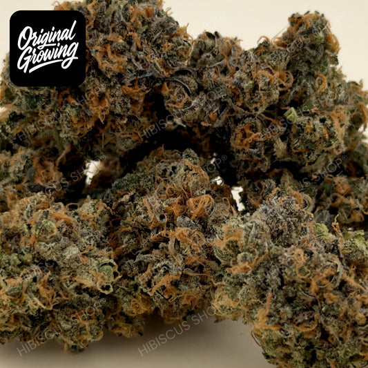 🥷 BLACK BERZERKER 🥷 CBD