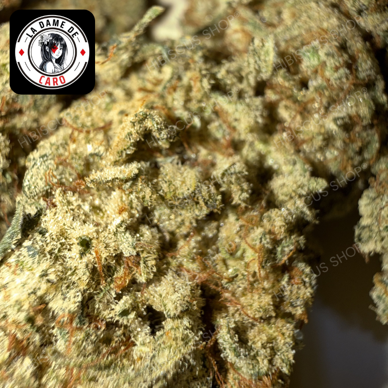 🍈 FRUIT DU DÉMON 🍈 CBD