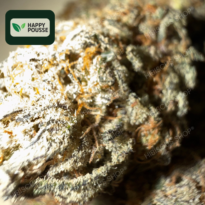 ⛽️ GAS GAZ ⛽️ CBD/CBG