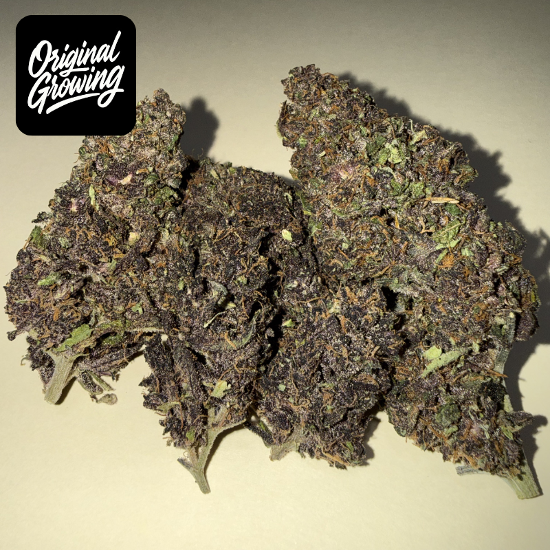 🍊 ORANGE FRITTER 🍊 CBD