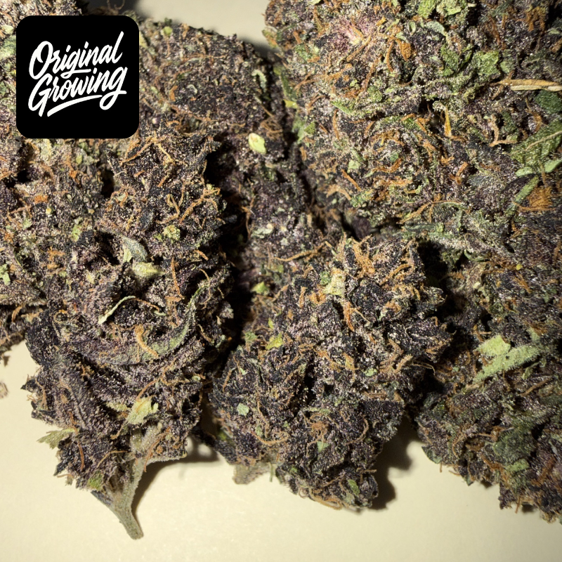 🍊 ORANGE FRITTER 🍊 CBD