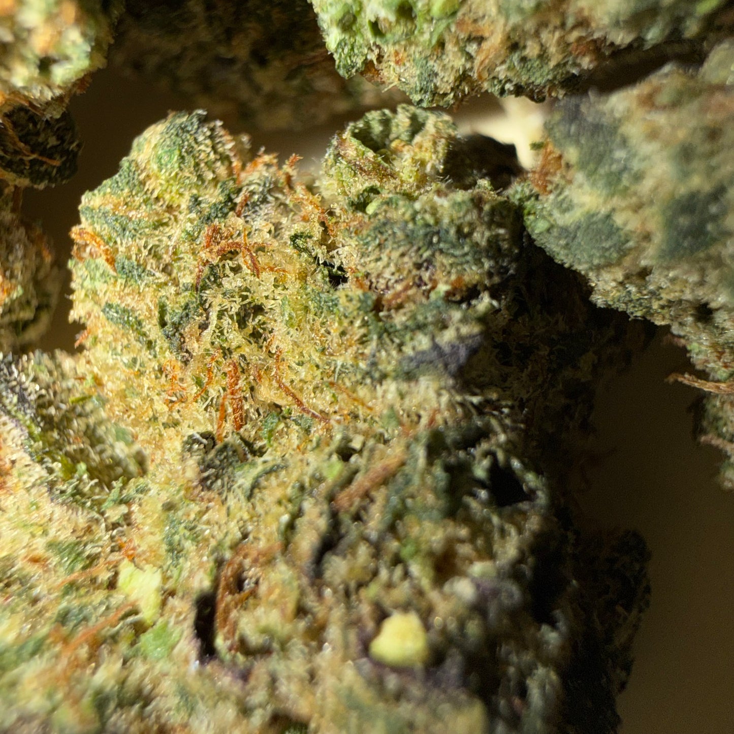 🍑 BLUE APRICOT 🍑 HH