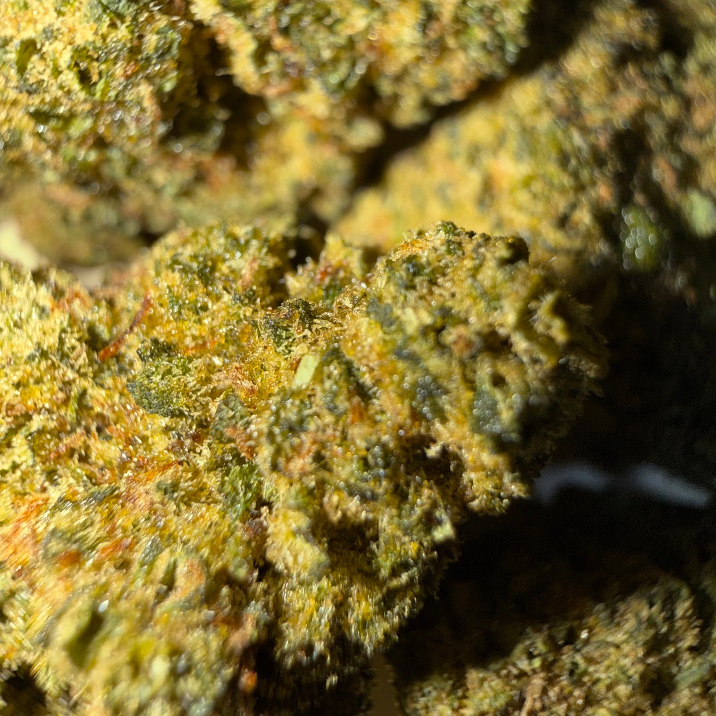 🍁 SKUNK 🍁 HH