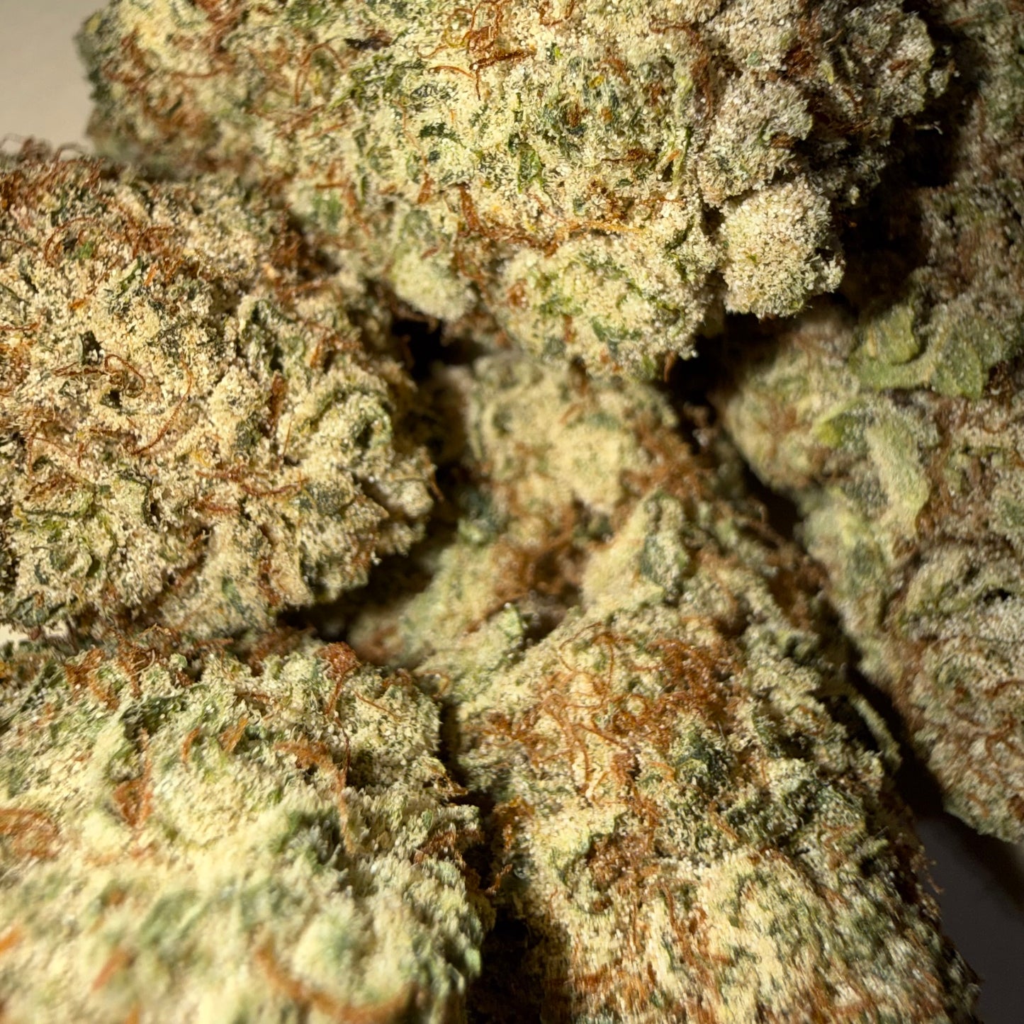 🦏 WHITE RUNTZ 🦏 HH