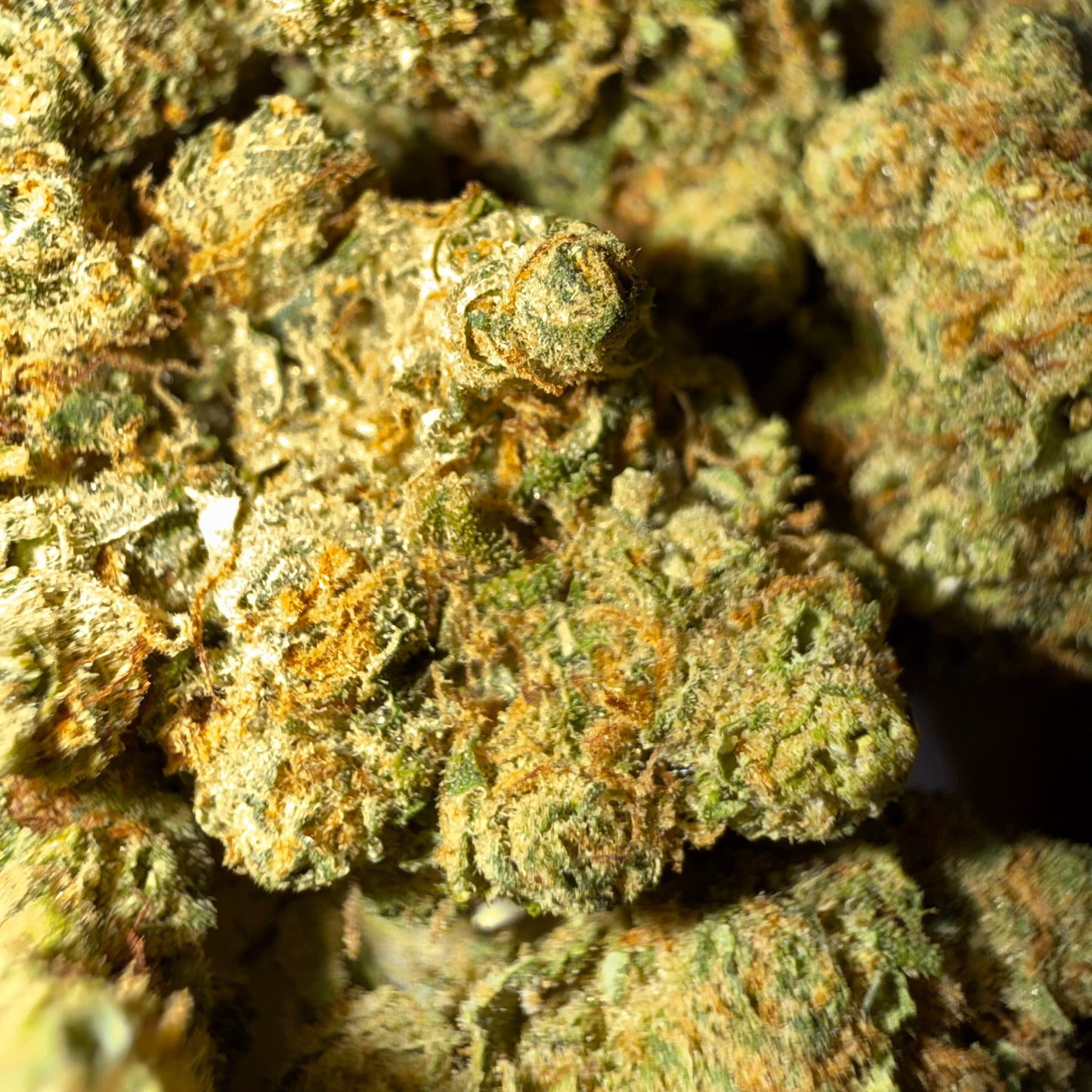 🧠 ZAMNESIA 🧠 HH