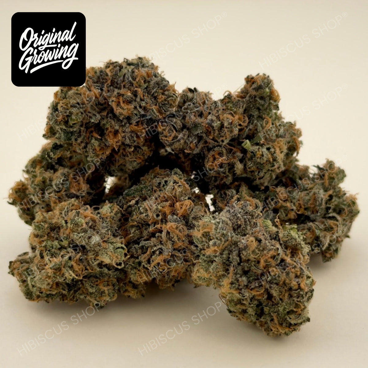 🥷 BLACK BERZERKER 🥷 CBD