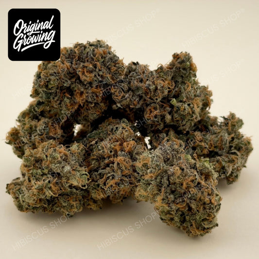 🥷 BLACK BERZERKER 🥷 CBD