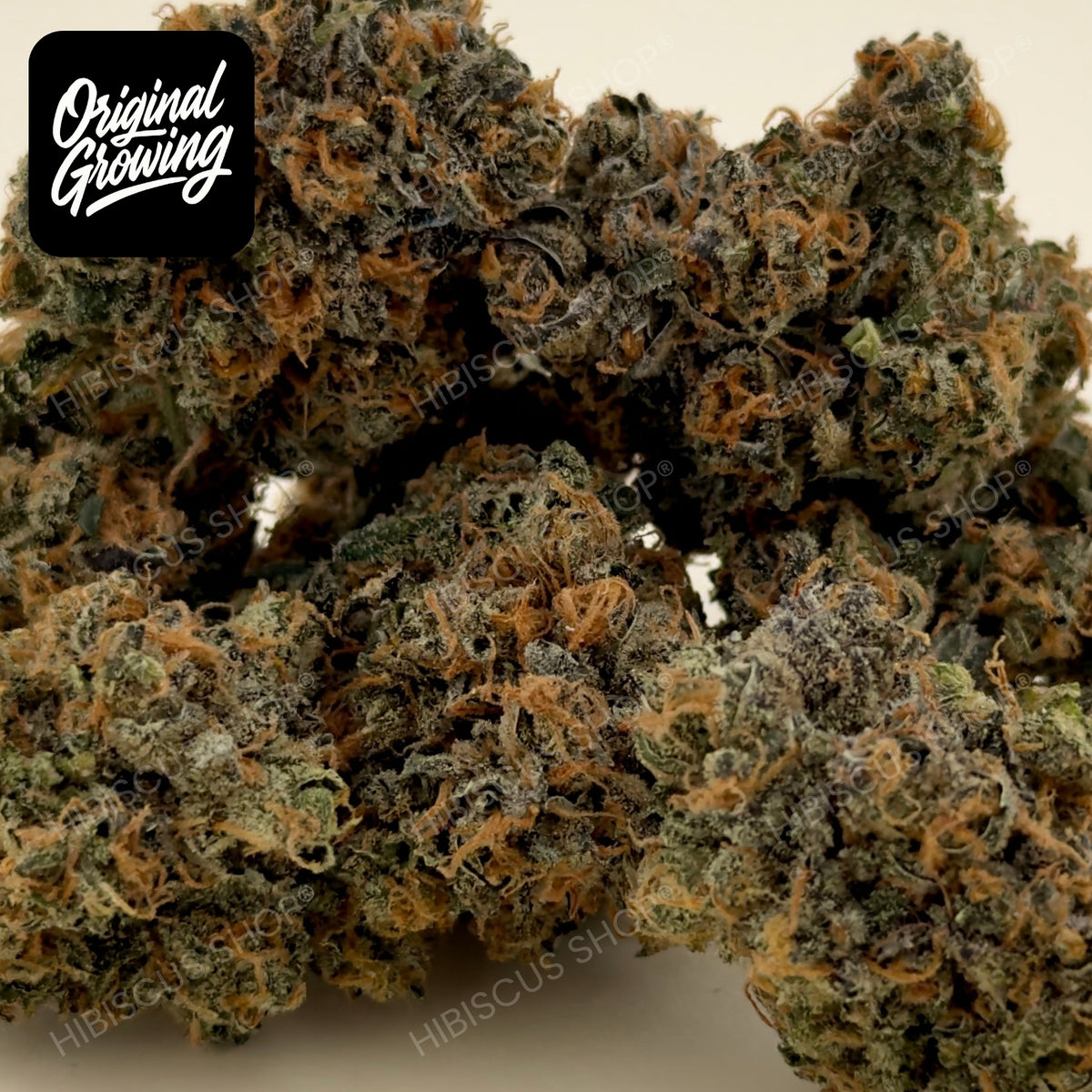 🥷 BLACK BERZERKER 🥷 CBD