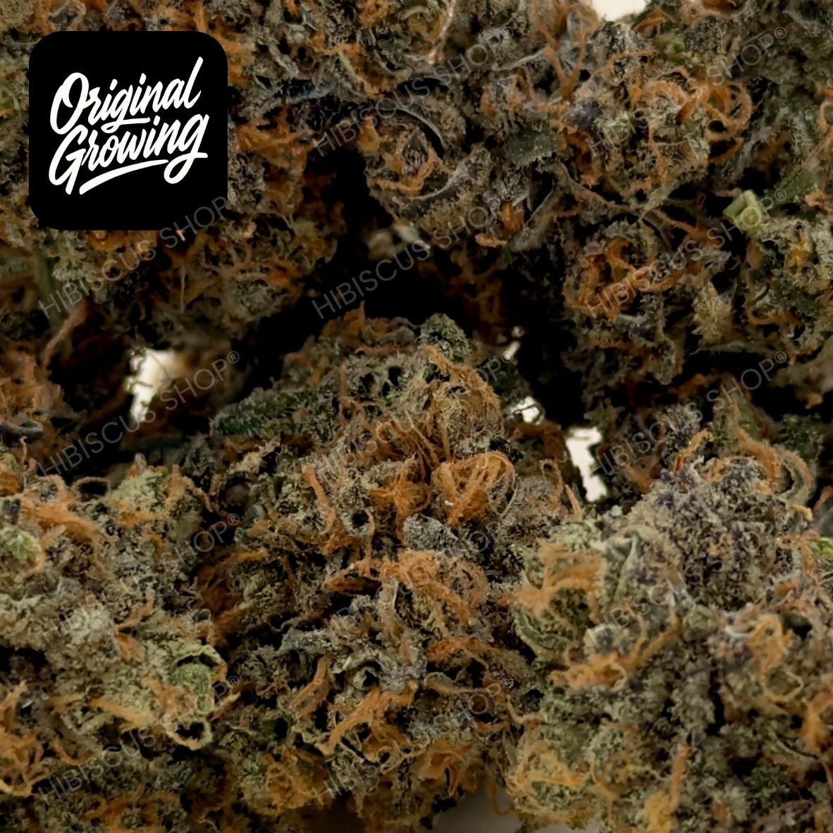 🥷 BLACK BERZERKER 🥷 CBD