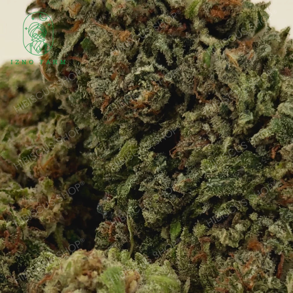 🏆 LEGENDARY SKUNK 🏆 CBD